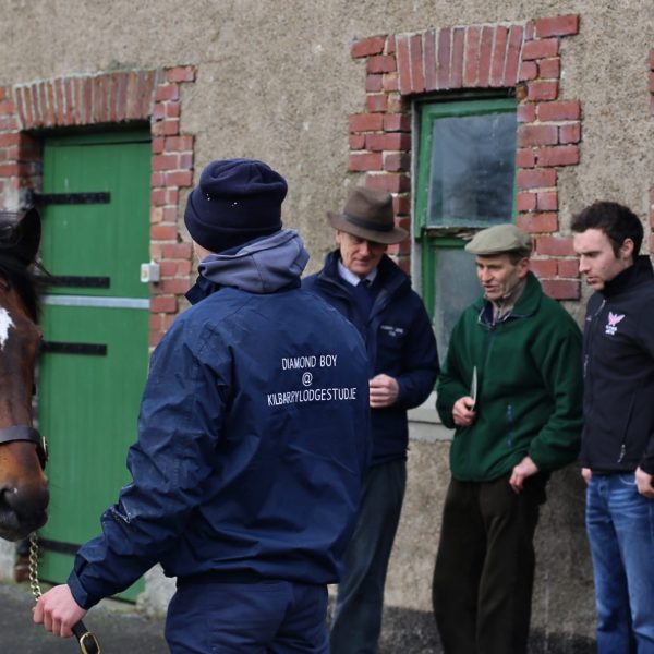 Diamond Boy at Kilbarry Lodge Stud