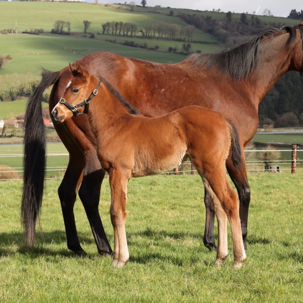 Eqtidaar filly foal photographed for Shadwell