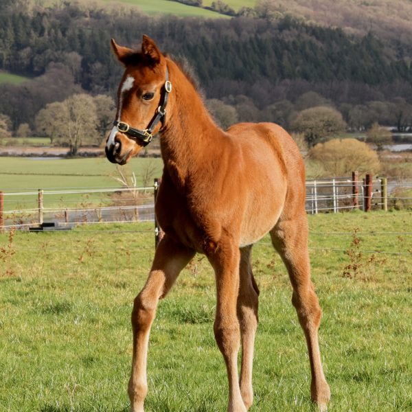 Eqtidaar foal photographed for Shadwell