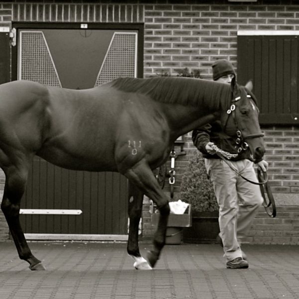 Exceed And excel at Kildangan Stud