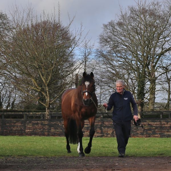 Galileo at Coolmore Stud