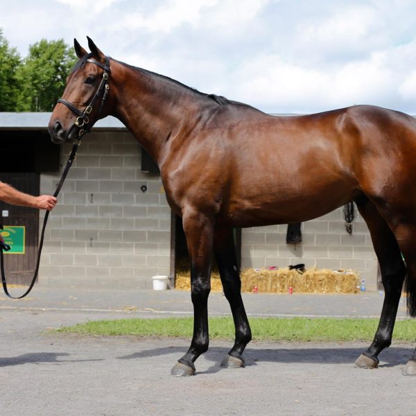 Goffs Land Rover Sale