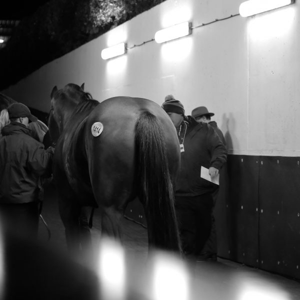 Goffs November 2016 4