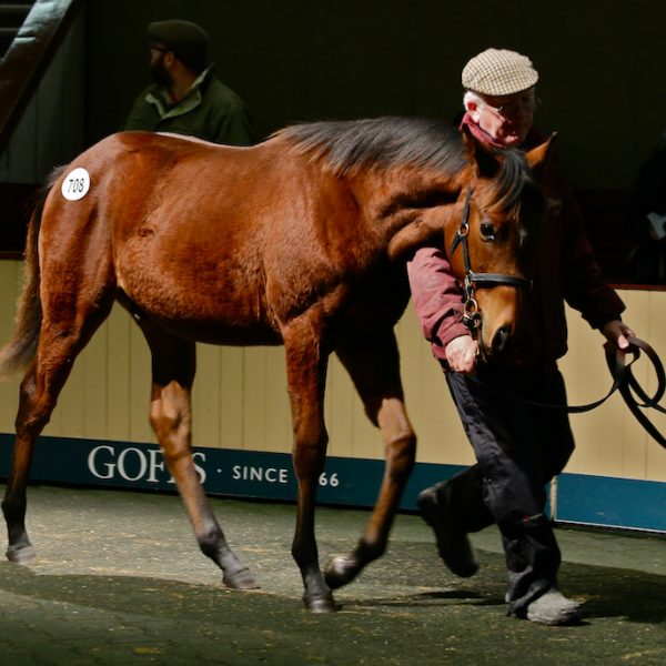 Goffs November 2018 Shalaa colt ex Hat