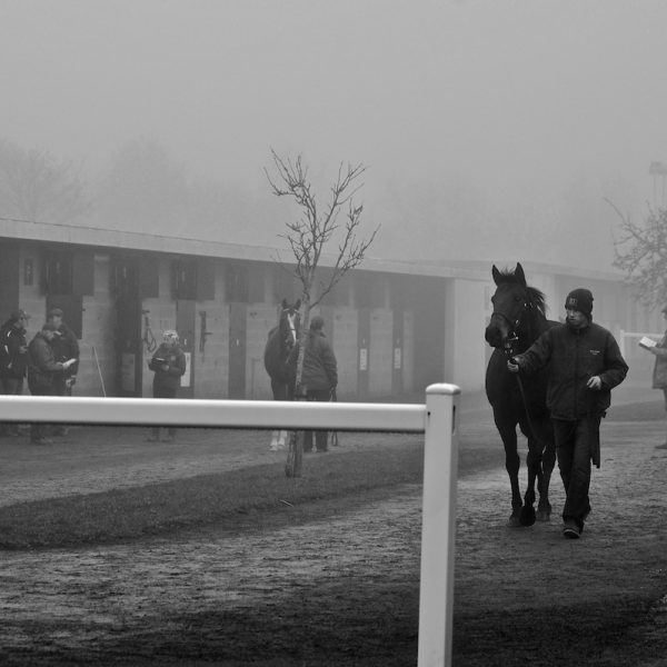 Goffs November Foal Sale 2014