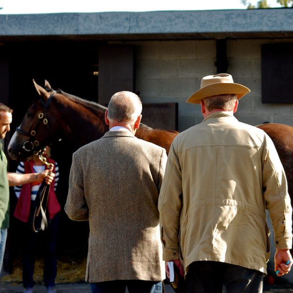 Goffs Orby 2015 6