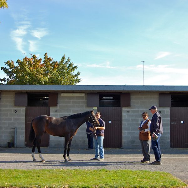 Goffs Orby 2015 Sheikh Hamdan Stephen Collins