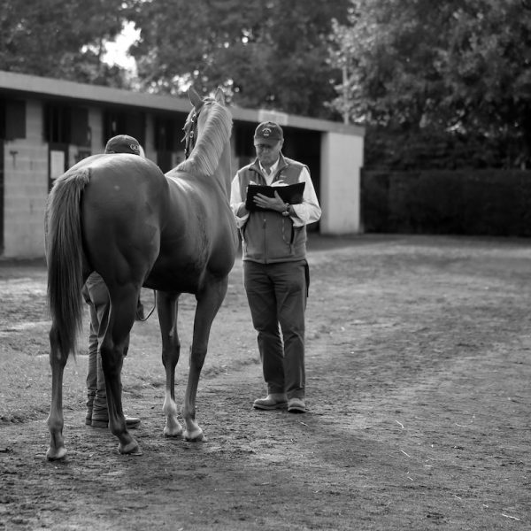 Goffs Orby 2016