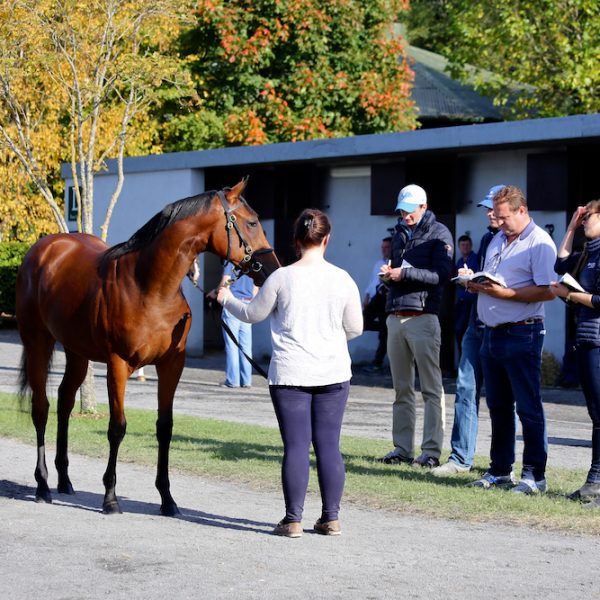 Goffs Orby 2017 3