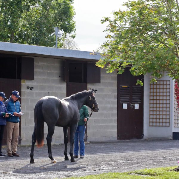 Goffs Orby 2019