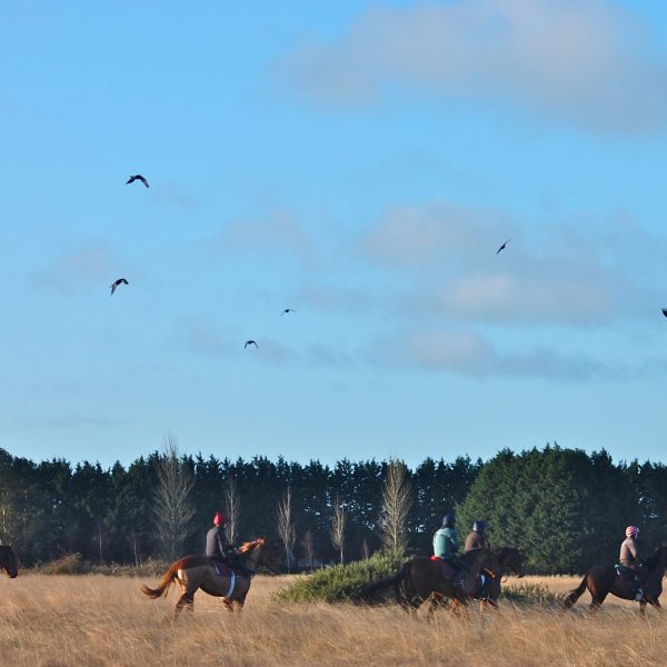 Johnny Murtaghs string on the Curragh 2014