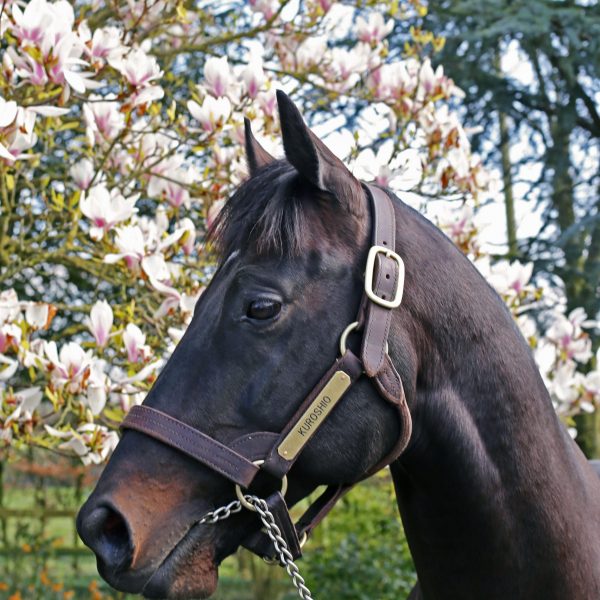 Kuroshio stallion