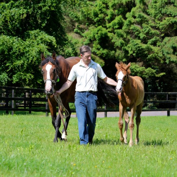 Olympic Glory filly bred by Joe Banahan 2 copy