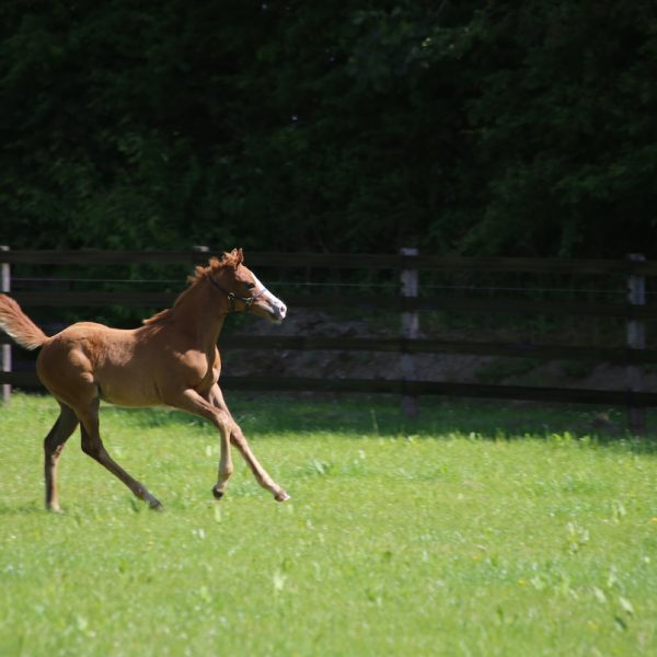 Olympic Glory filly bred by Joe Banahan 3 copy