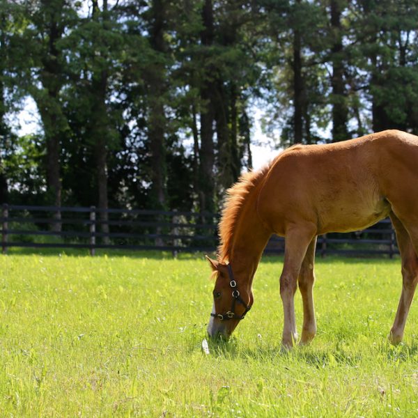 Olympic Glory filly bred by Joe Banahan copy