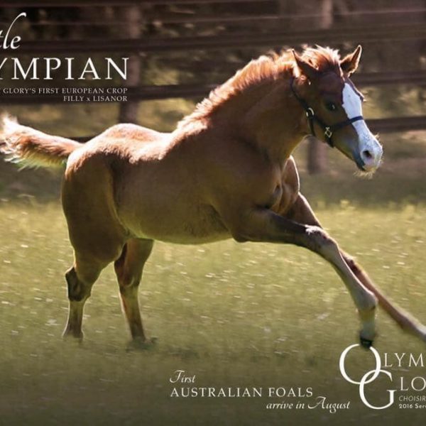 Olympic Glory filly foal used in advert