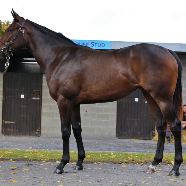 Romantic Proposal as a yearling high copy