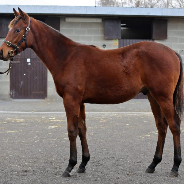 Shalaa colt ex Hat at Goffs