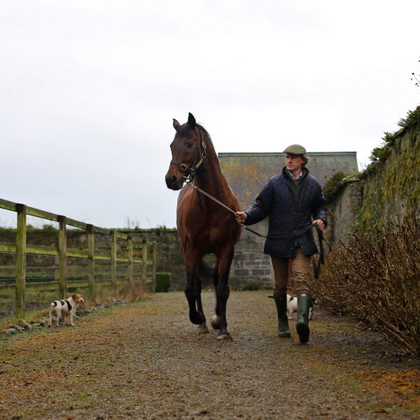 Shantou and Victor Connolly at Burgage Stud