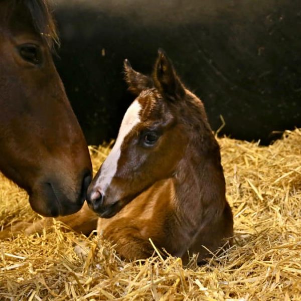 Sioux Nation sister to Orlaith at Grange Stud