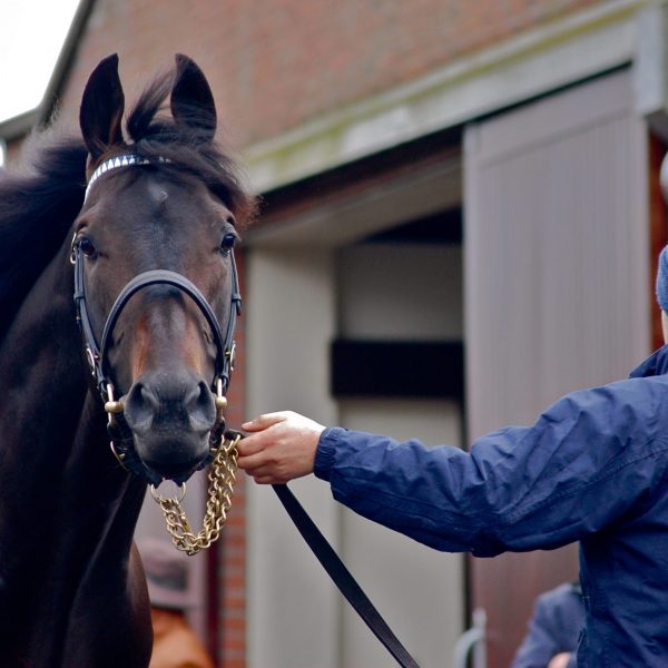 Slade Power at Kildangan Stud