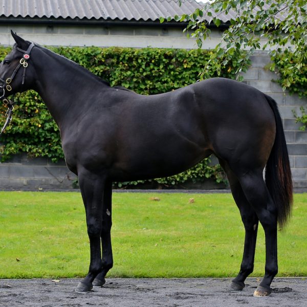 Soffia as a yearling full copy