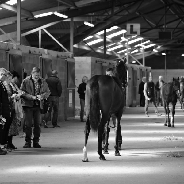 Tattersalls Ireland September Yearling Sale 2017 2