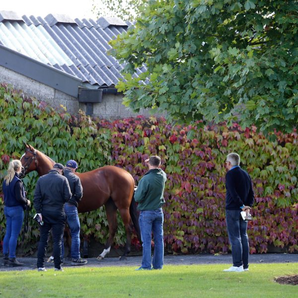 Tattersalls Ireland September Yearling Sale 2017