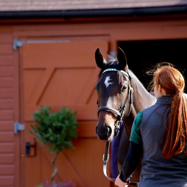 Tattersalls October 2018 3