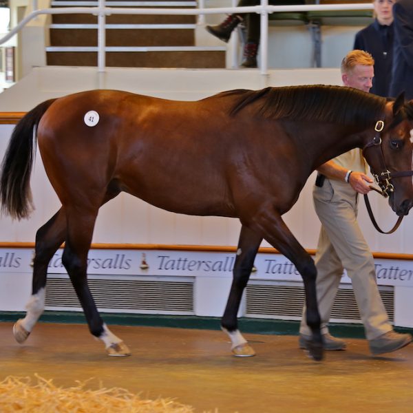 Tattersalls October 2018 Galileo colt ex Posset