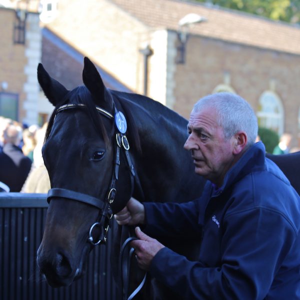 Tattersalls October 2018 Invincible Spirit colt ex Pleasantry