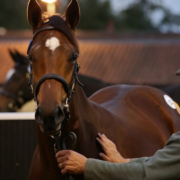 Tattersalls October 2019 4