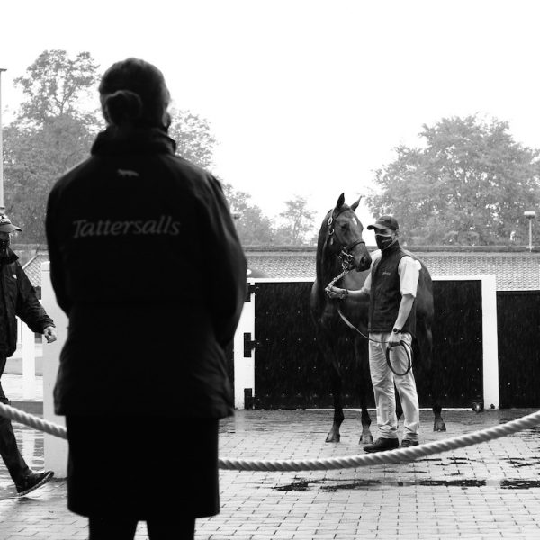 Tattersalls UK Yearling Sales 2020 2